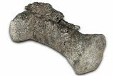 Sauropod (Diplodocus?) Distal Caudal Vertebra - Wyoming #377936-2